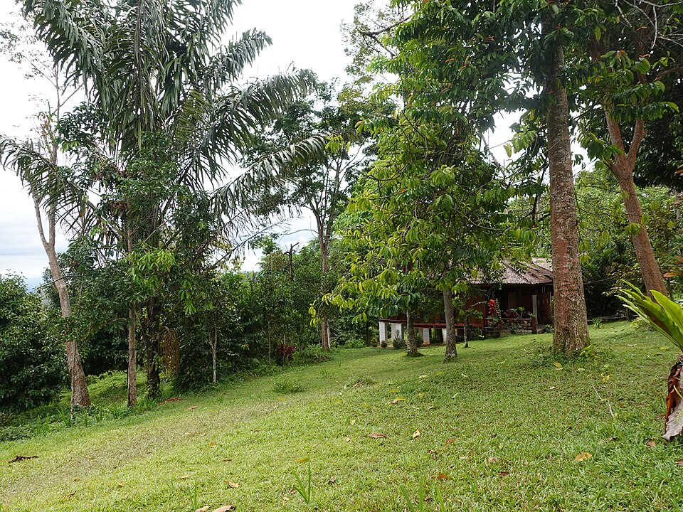 Bukit Lawang